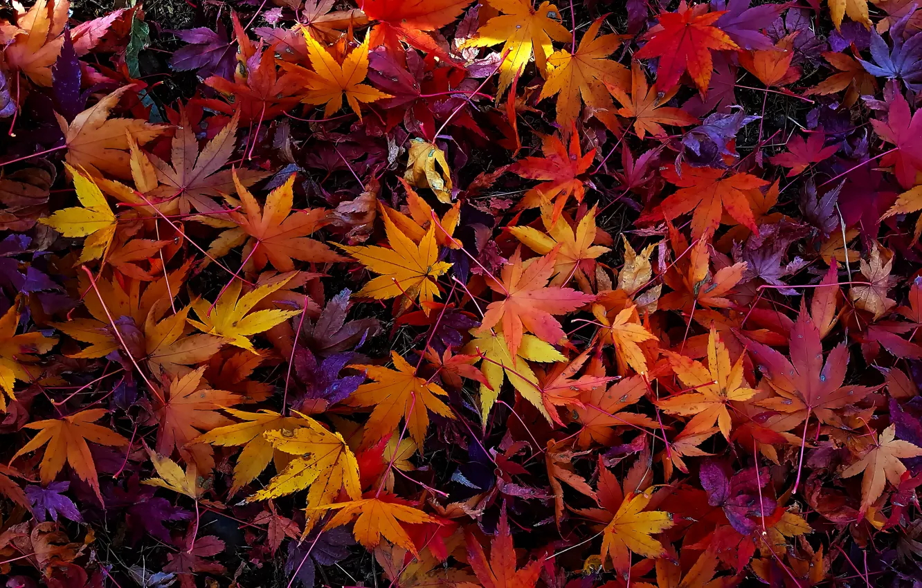 Photo wallpaper autumn, leaves, colorful, background, autumn, leaves, autumn, maple