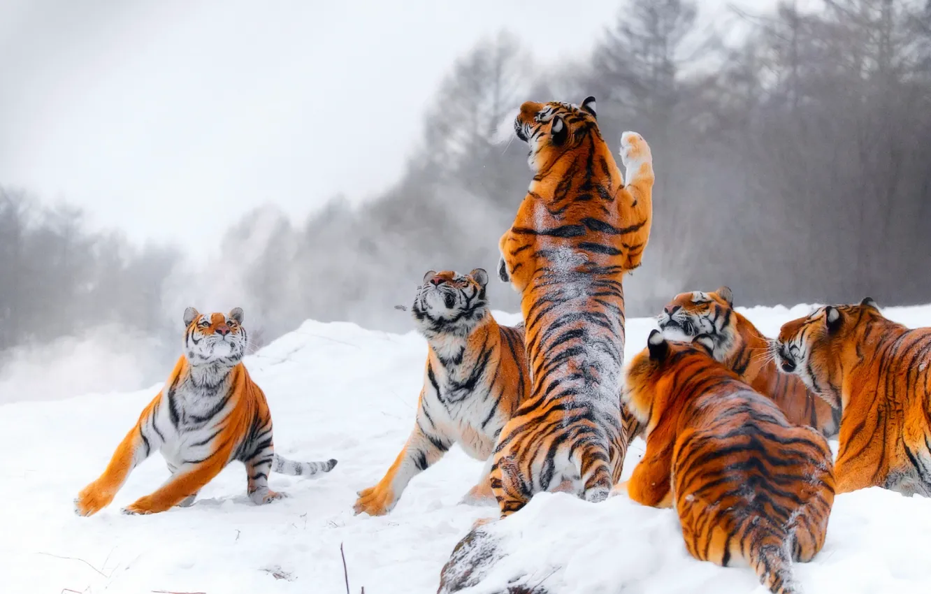 Photo wallpaper winter, snow, tiger, jump, the game, hunting, tigers, stand