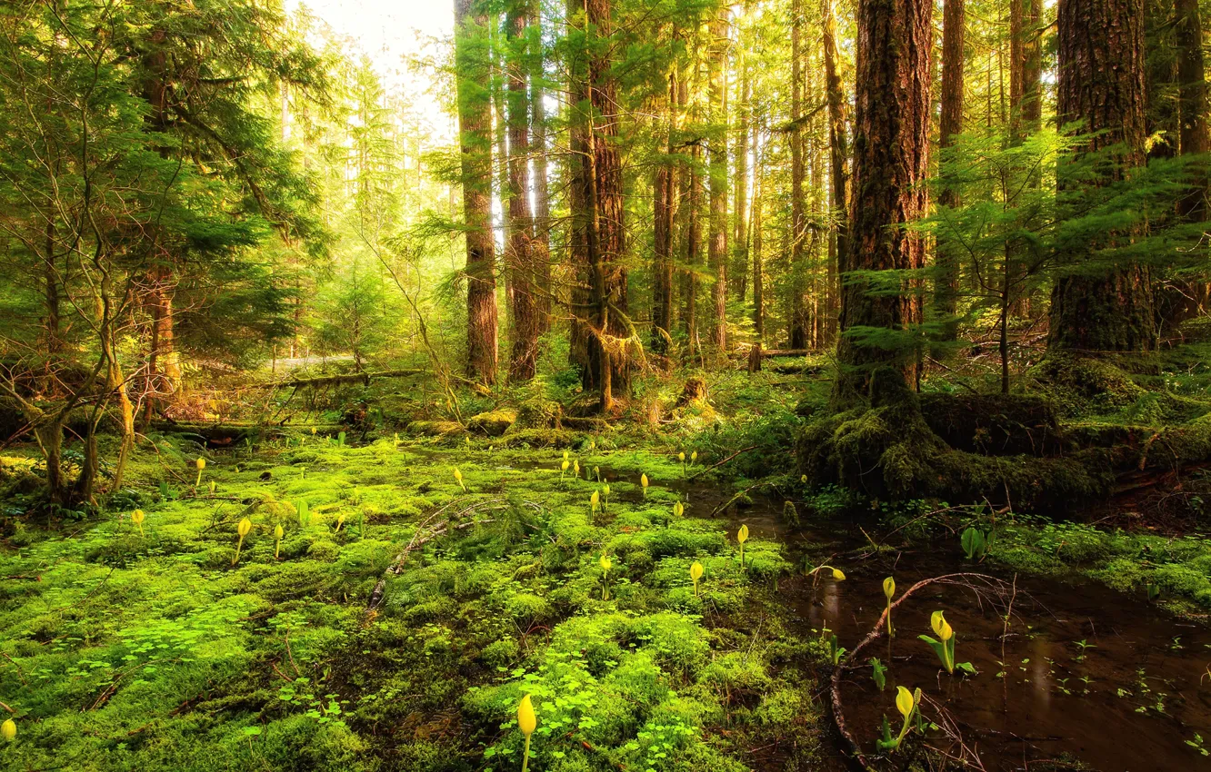 Photo wallpaper forest, the sky, grass, trees, flowers, stream