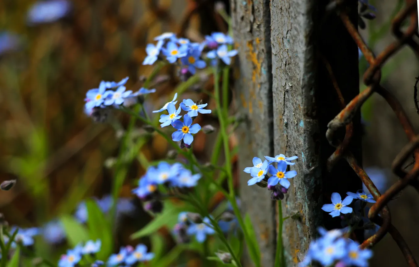 Photo wallpaper the fence, flowers, forget-me-nots, blue flowers, small flowers