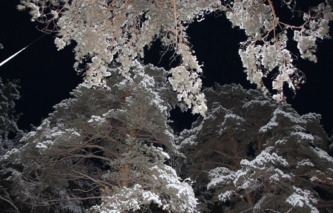 Photo wallpaper winter, snow, night, pine