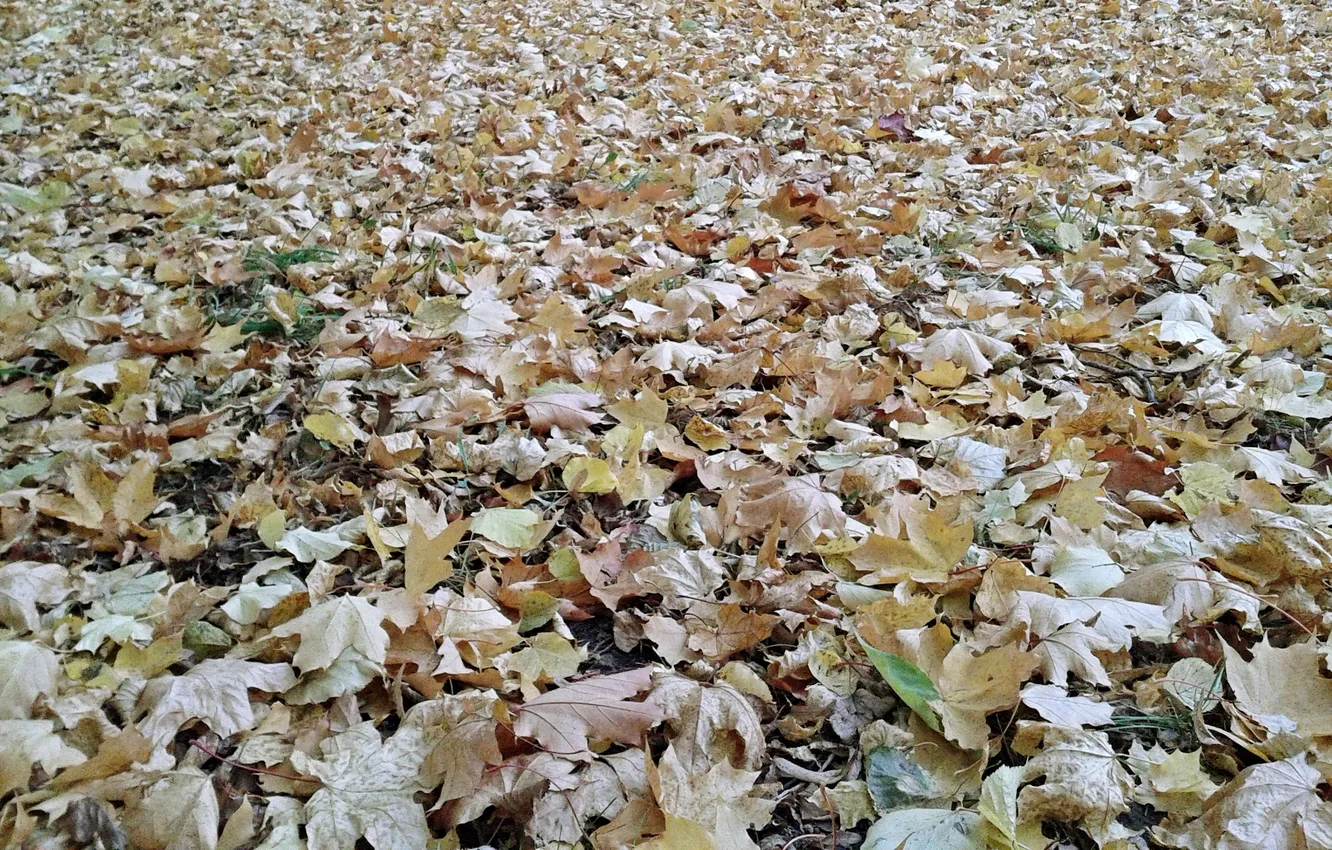 Photo wallpaper autumn, leaves, October 2024