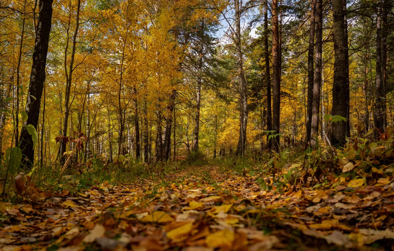 Photo wallpaper autumn, leaves, path