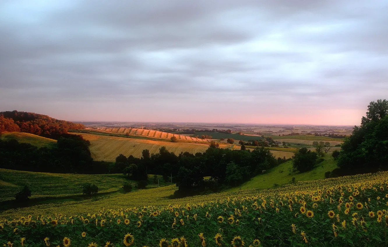 Photo wallpaper field, sunflowers, hills