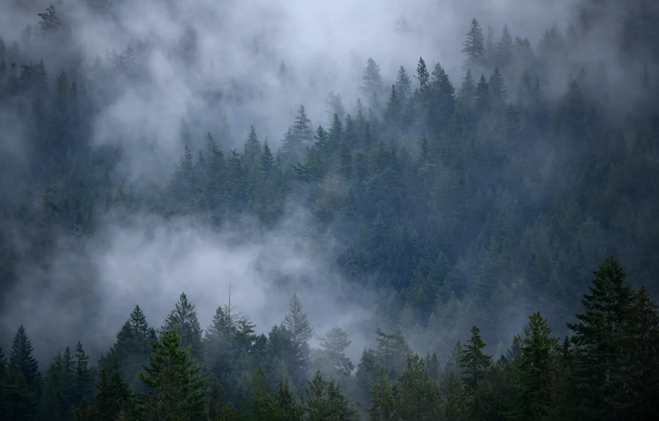 Photo wallpaper forest, trees, nature, fog