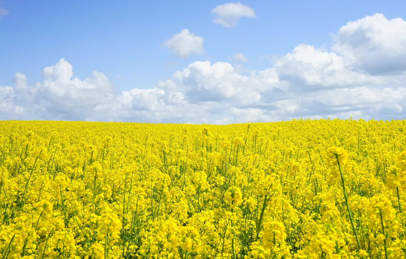 Photo wallpaper field, clouds, flowers, yellow, spring, blue sky, rape, rapeseed field
