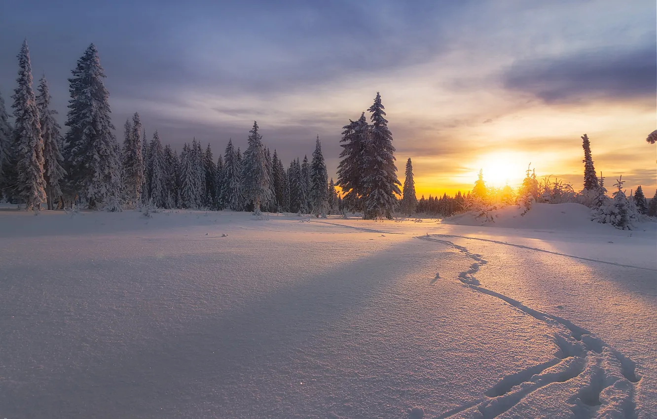 Photo wallpaper winter, forest, snow, sunset, traces, ate, Russia