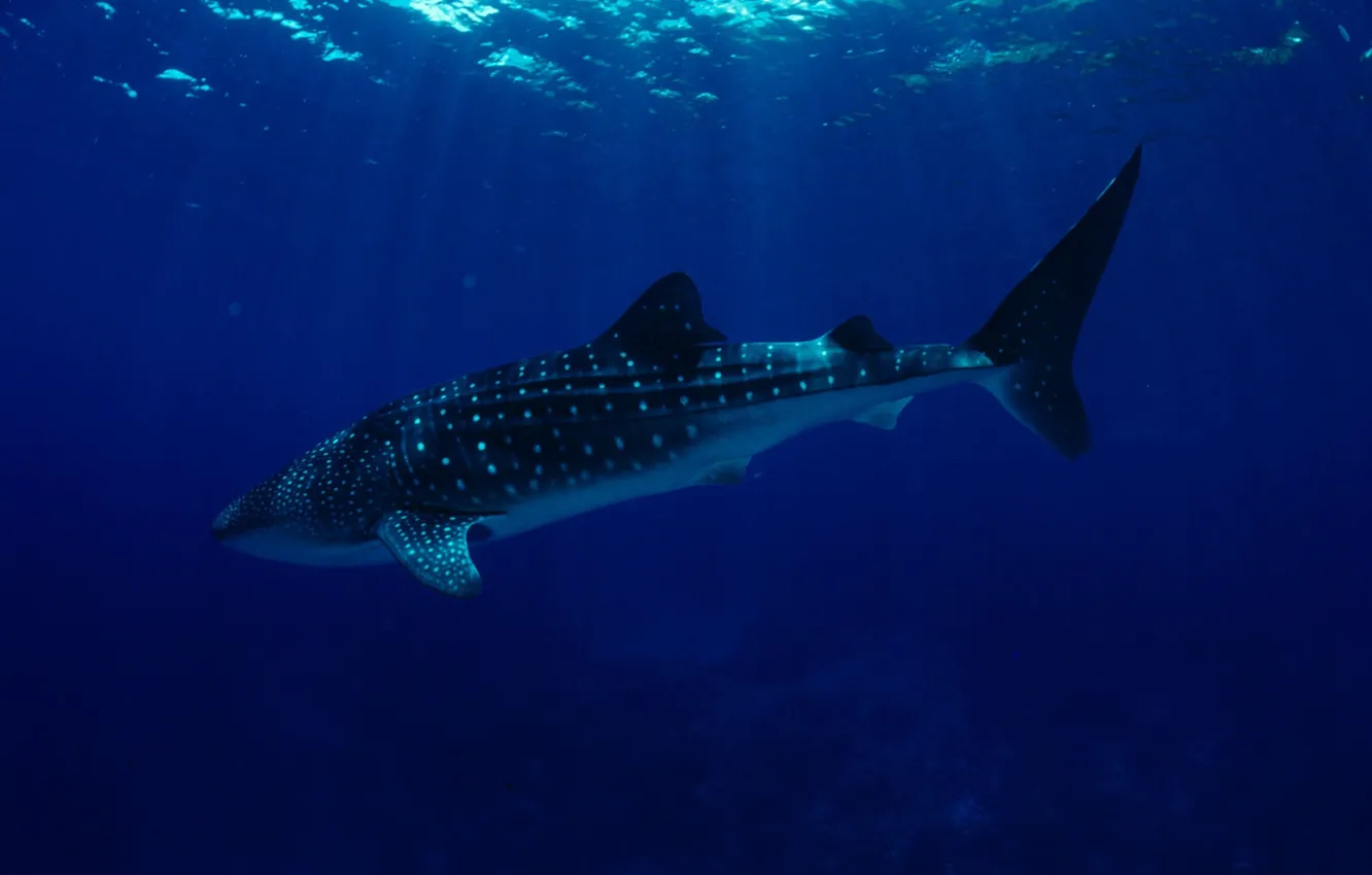 Photo wallpaper wallpaper, sea, ocean, big, water, giant, wildlife, reef