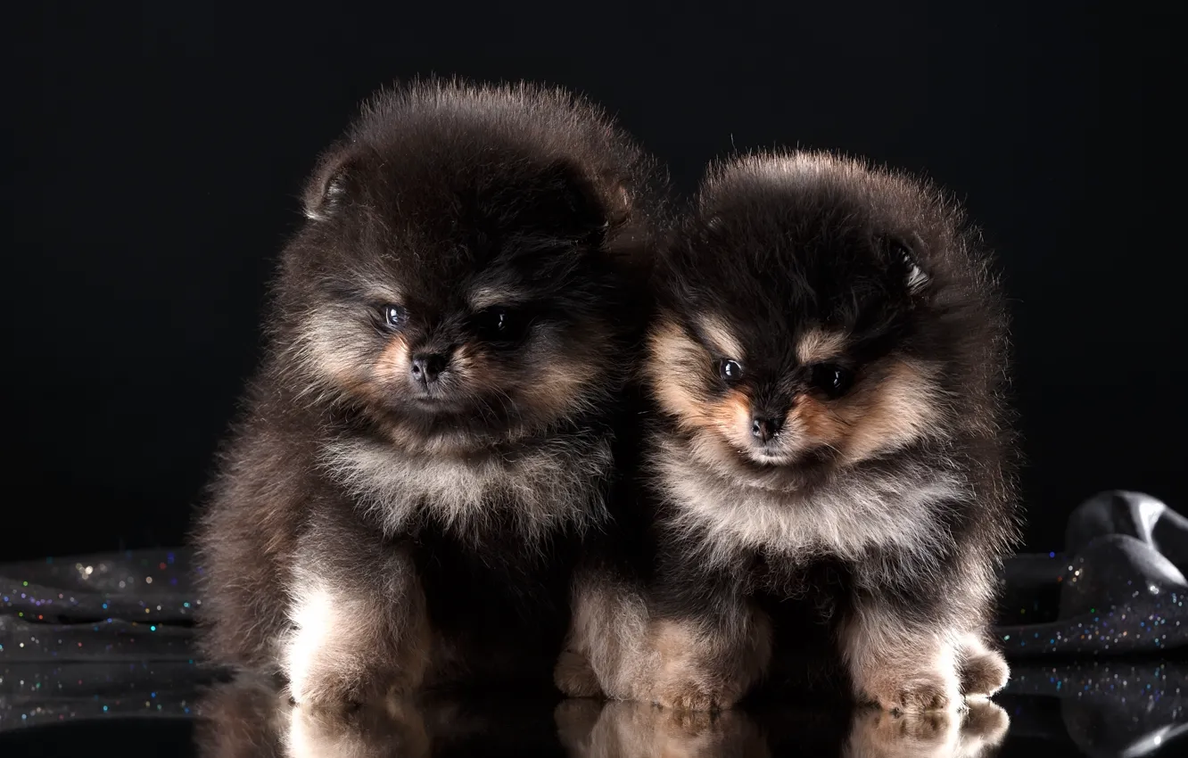 Photo wallpaper puppies, Duo, breed, Spitz