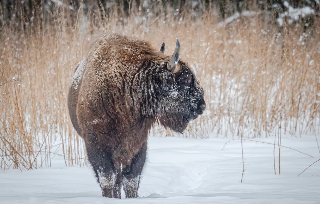 Photo wallpaper snow, mammal, Buffalo