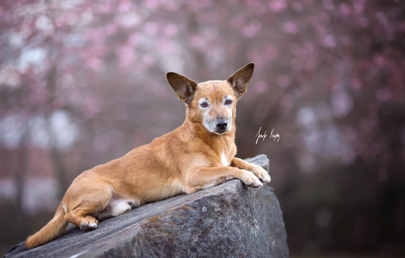 Photo wallpaper look, each, dog