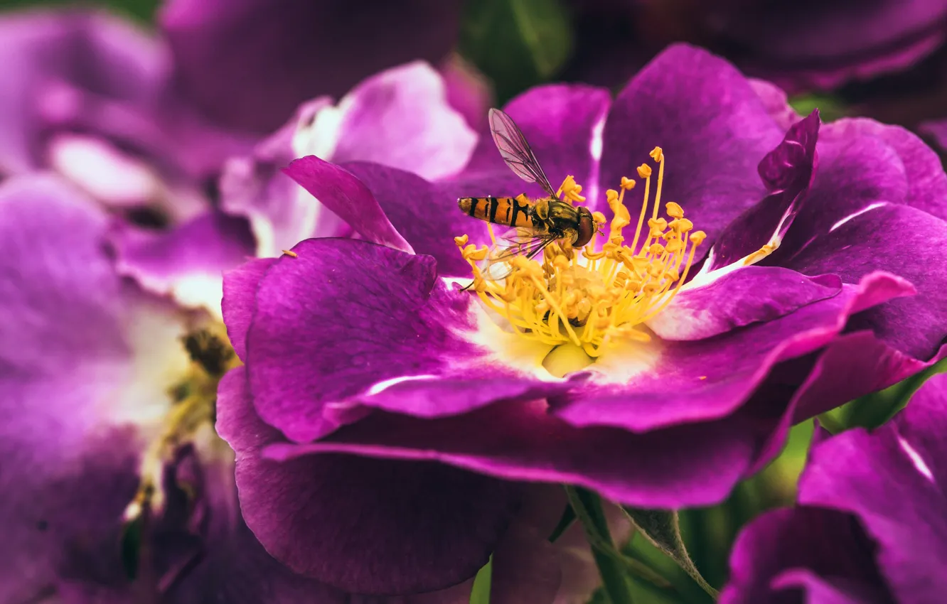 Photo wallpaper macro, flowers, fly, briar, insect, striped, lilac, fly