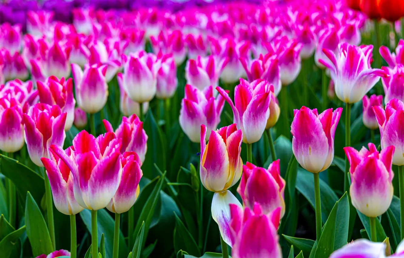 Photo wallpaper flowers, spring, tulips, pink, flowerbed