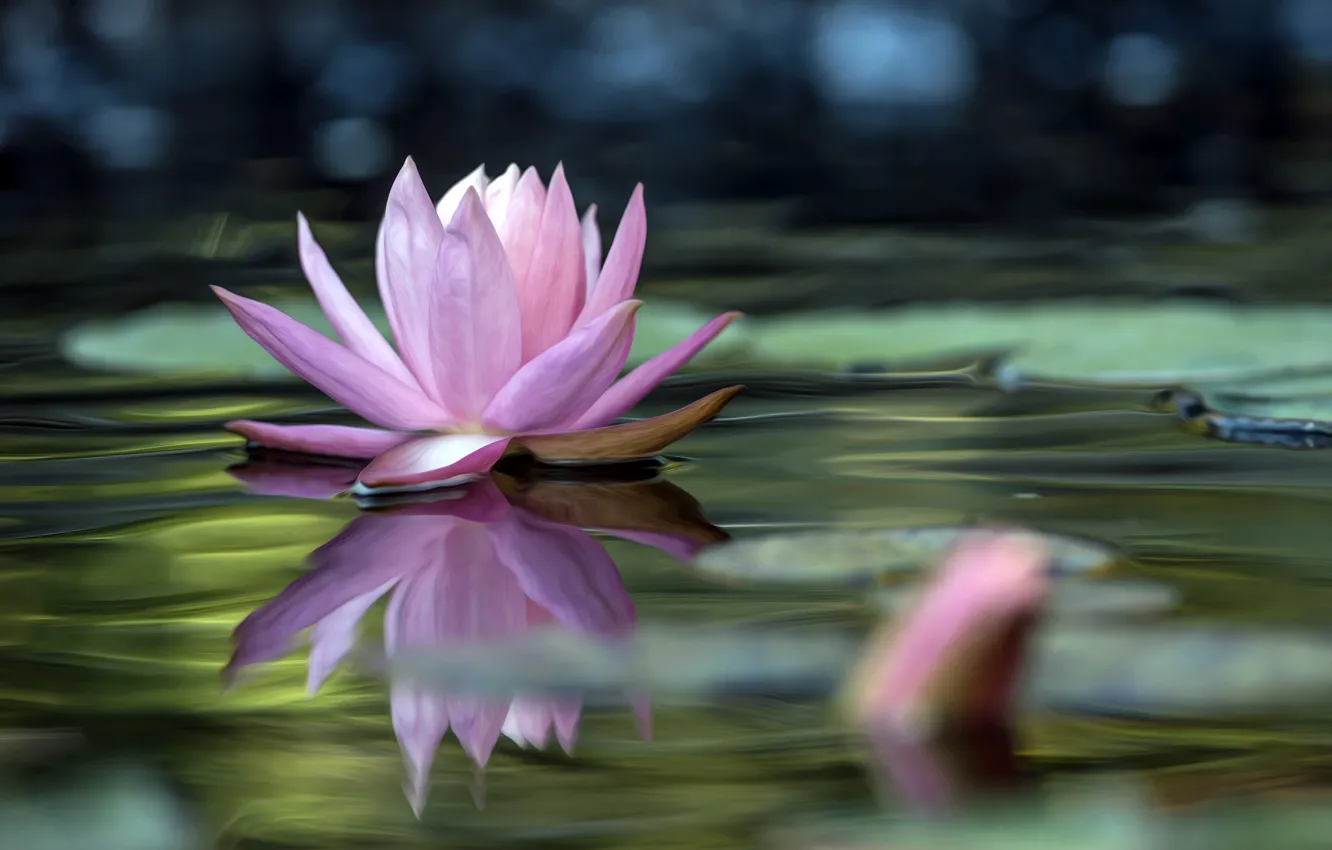 Photo wallpaper leaves, water, Lily, water, leaves, water Lily