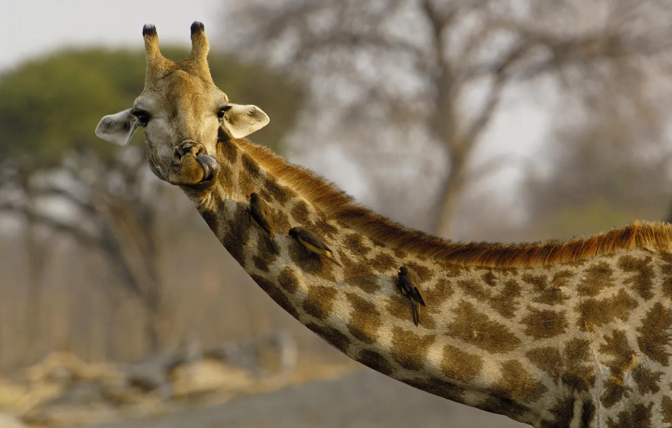 Photo wallpaper language, bird, giraffe, neck