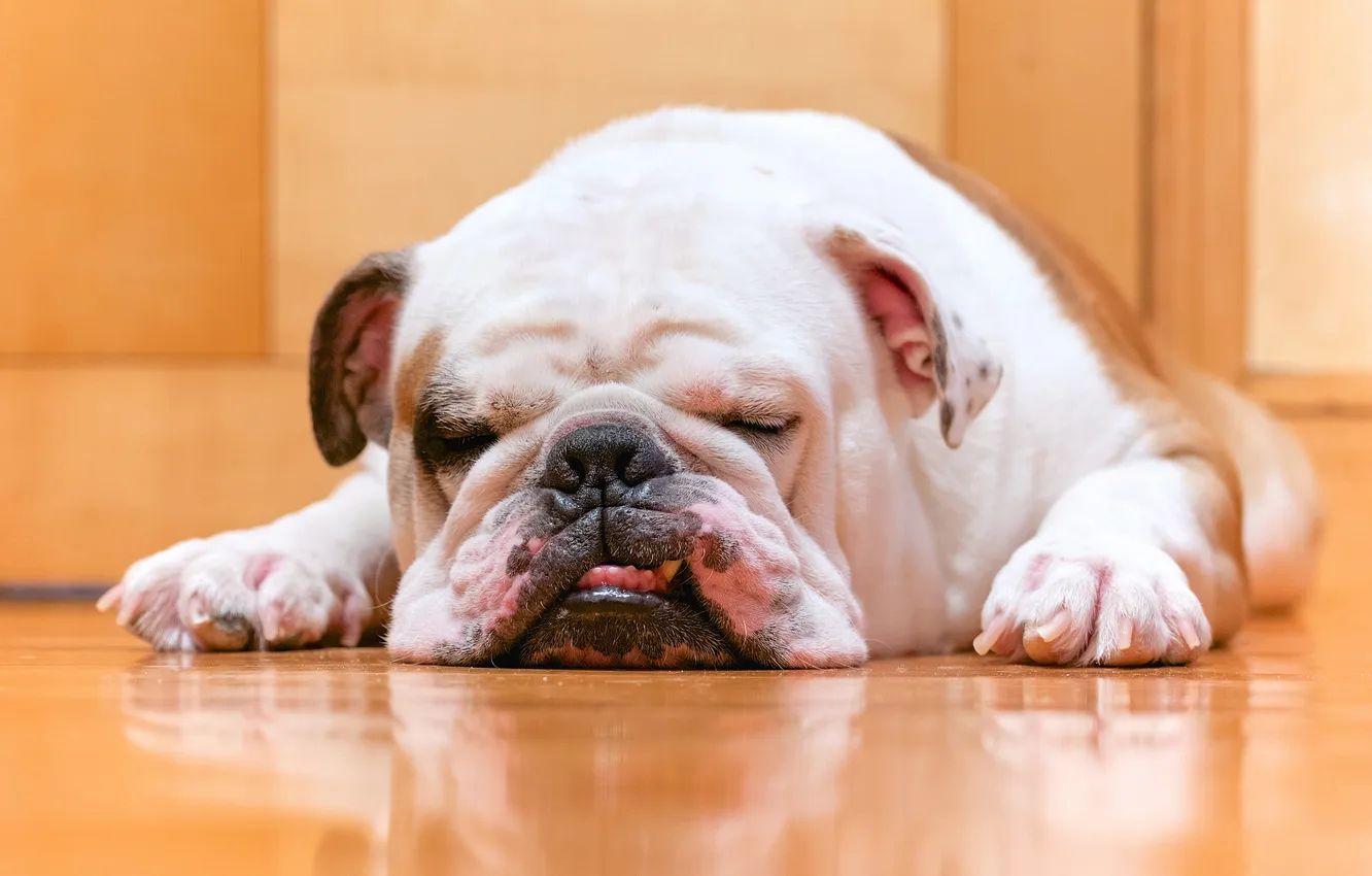 Photo wallpaper look, each, dog