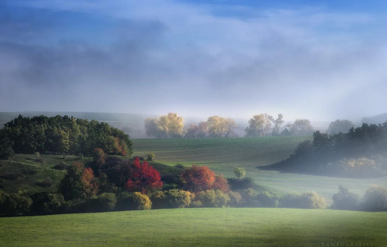 Photo wallpaper the sky, grass, leaves, clouds, nature, fog, hills, Trees