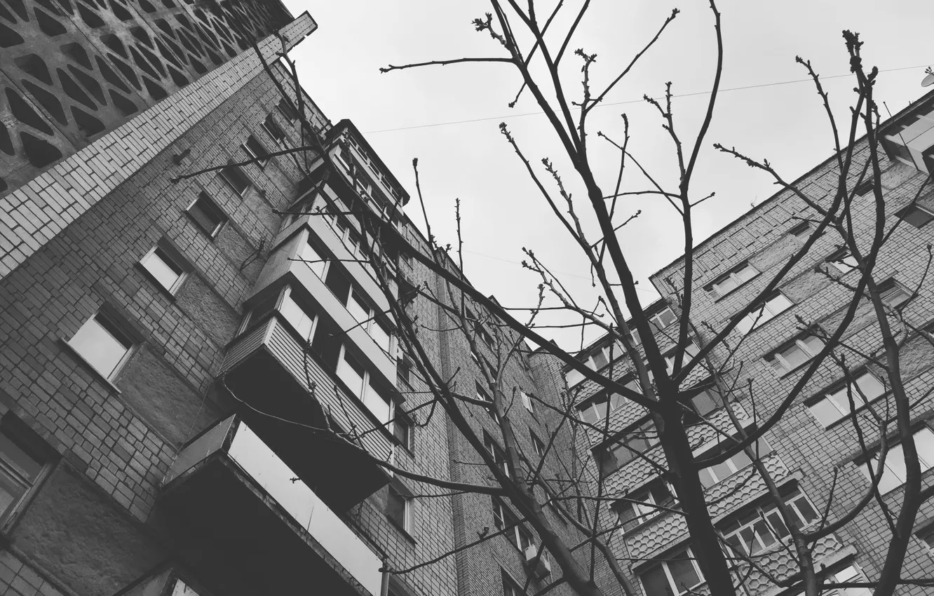 Photo wallpaper the sky, trees, grey, home