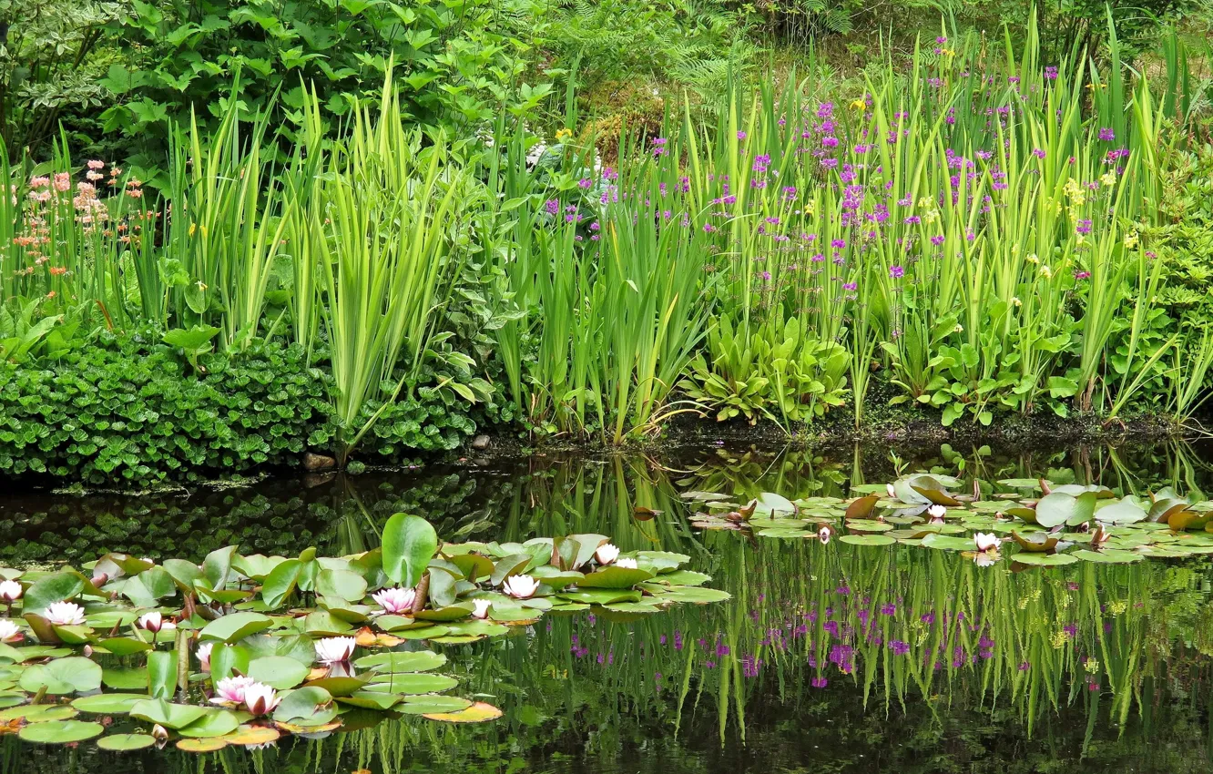 Photo wallpaper lake, water lilies, iris