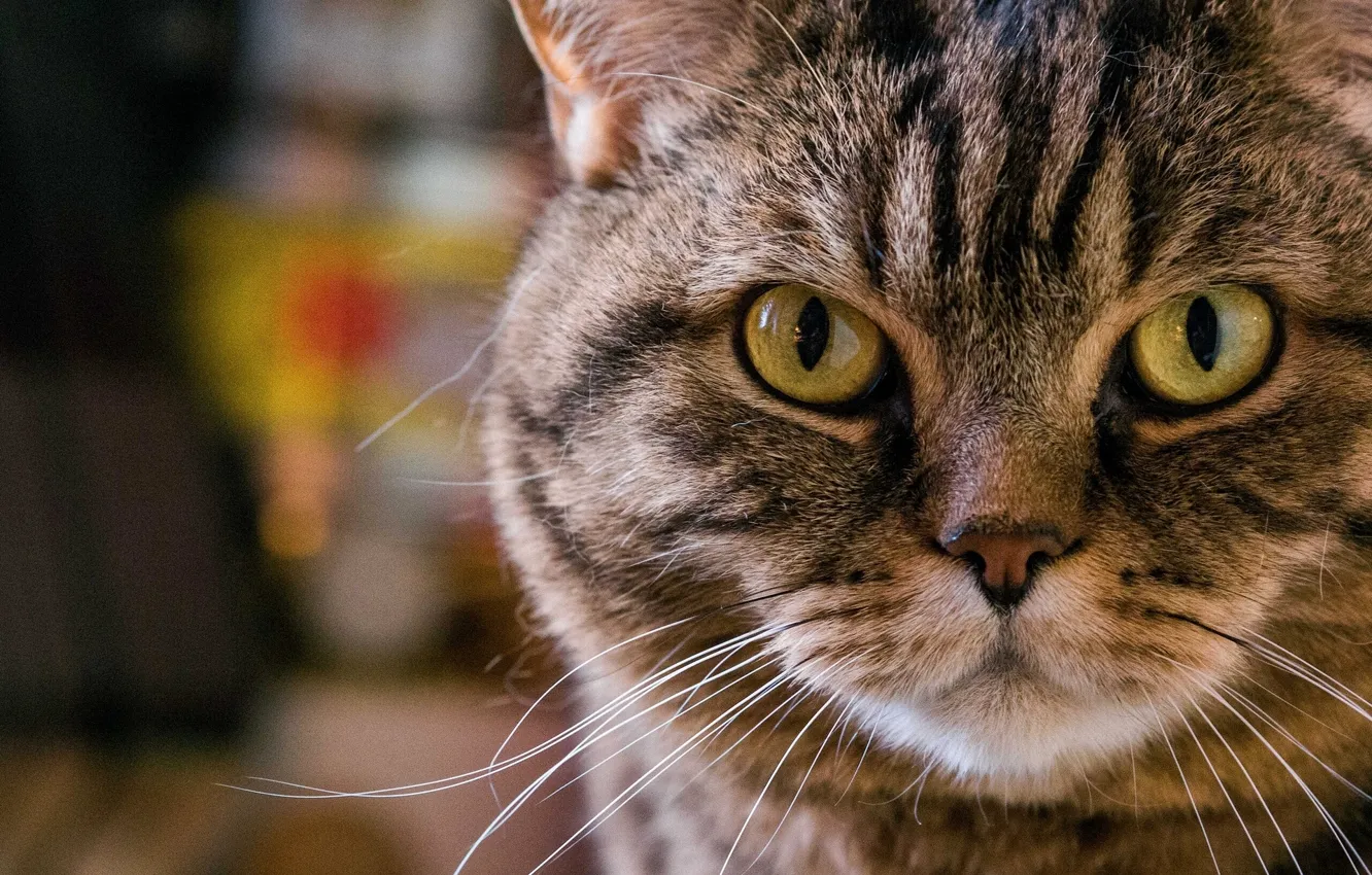 Photo wallpaper cat, cat, mustache, look, face, portrait