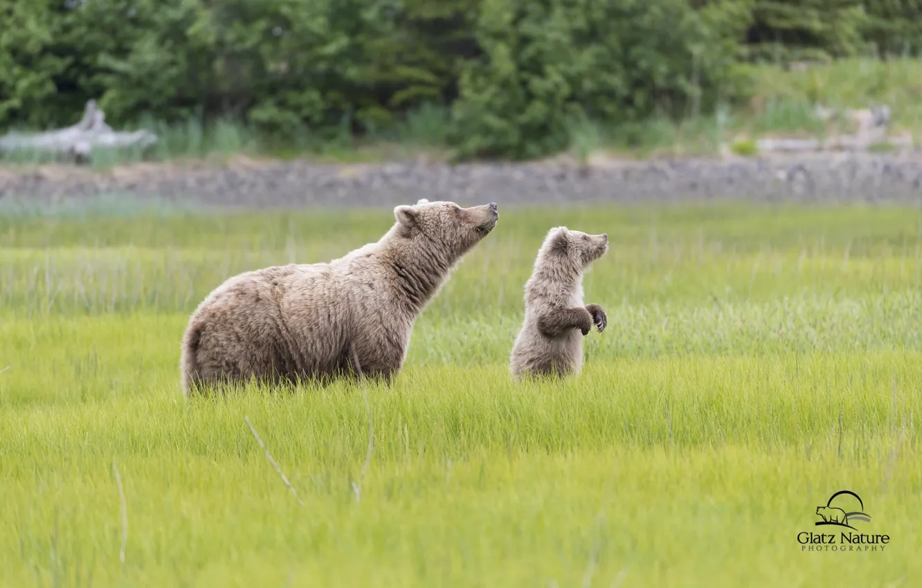 Photo wallpaper bears, Alaska, meadow, bear, Alaska, cub, bear, Lake Clark National Park