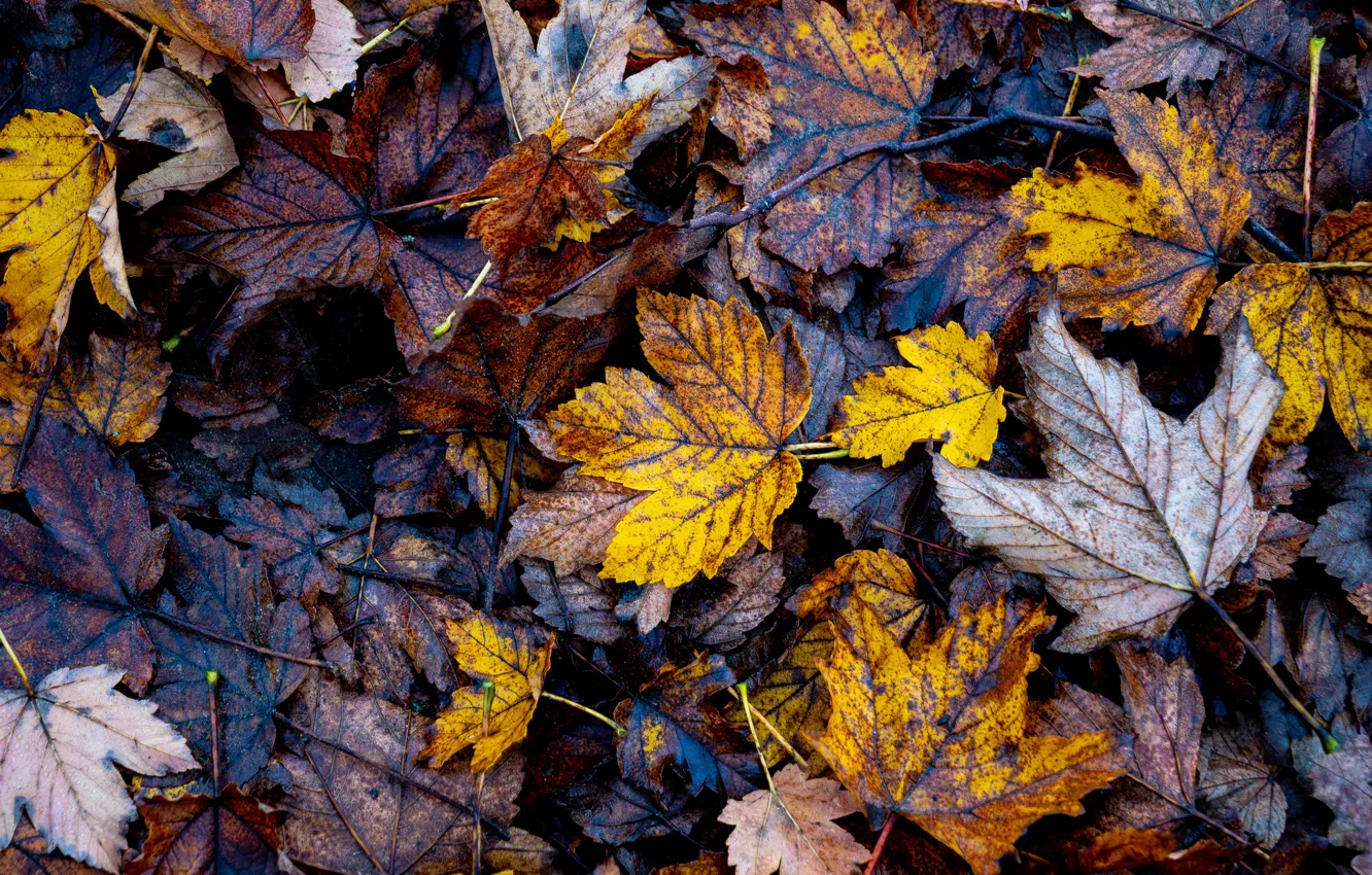 Photo wallpaper leaves, foliage, a lot, autumn leaves