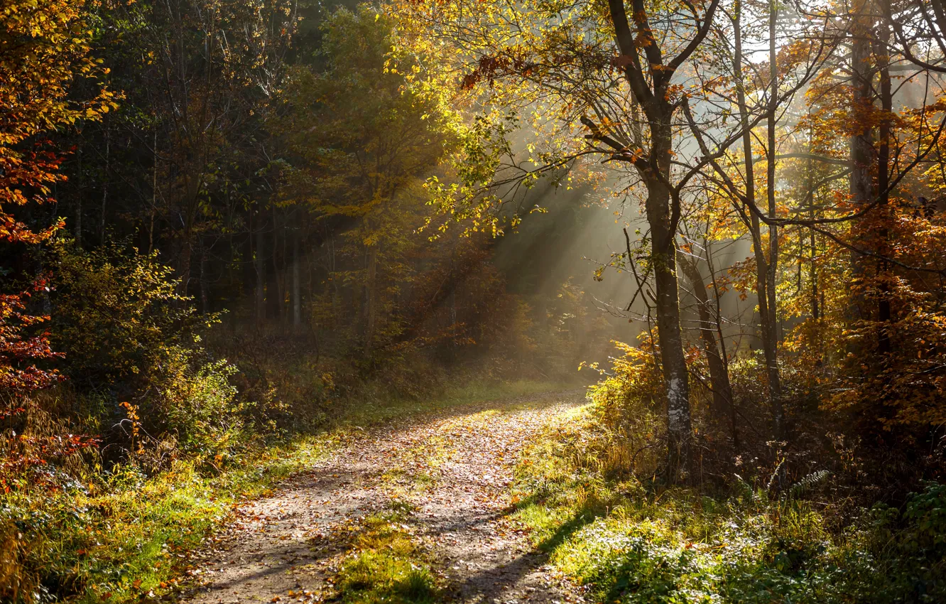 Photo wallpaper autumn, forest, leaves, trees, light, sunshine, forest, rays of light
