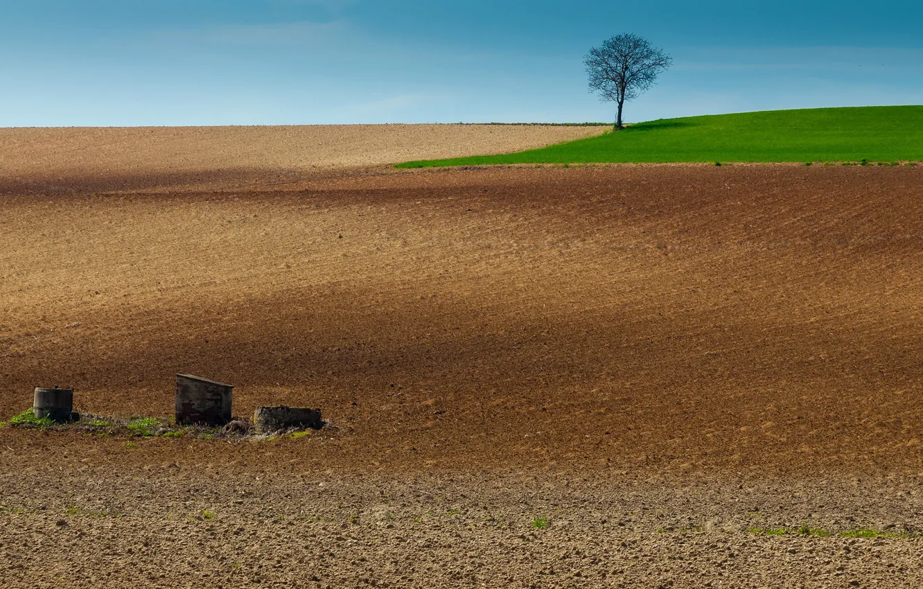 Photo wallpaper field, landscape, tree, arable land