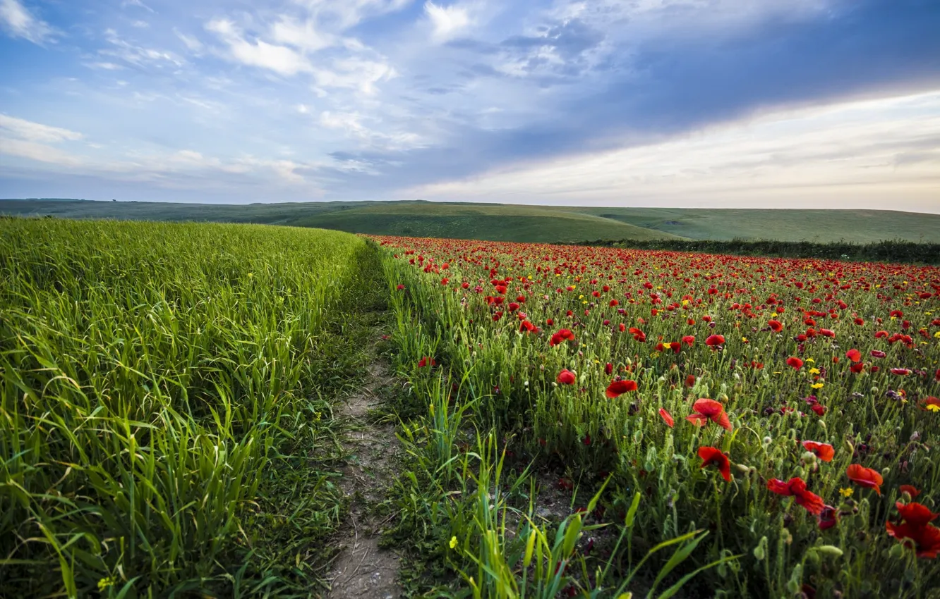 Photo wallpaper field, the sky, Maki