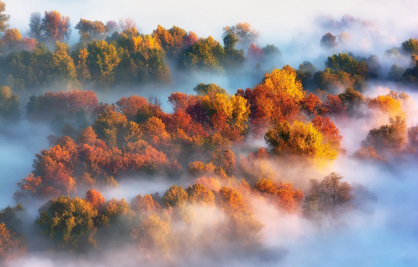 Photo wallpaper autumn, trees, nature, fog, paint