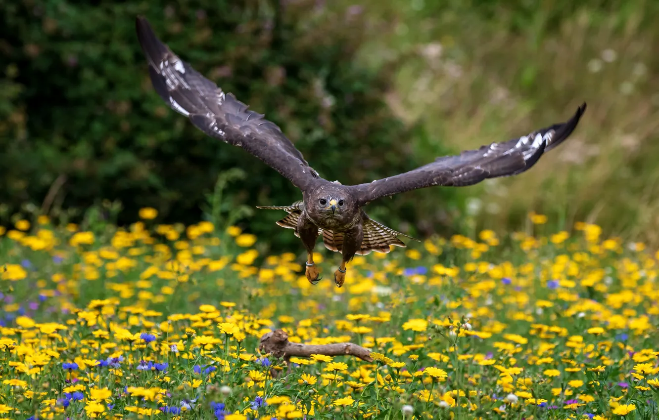 Photo wallpaper flight, flowers, bird, Falcon