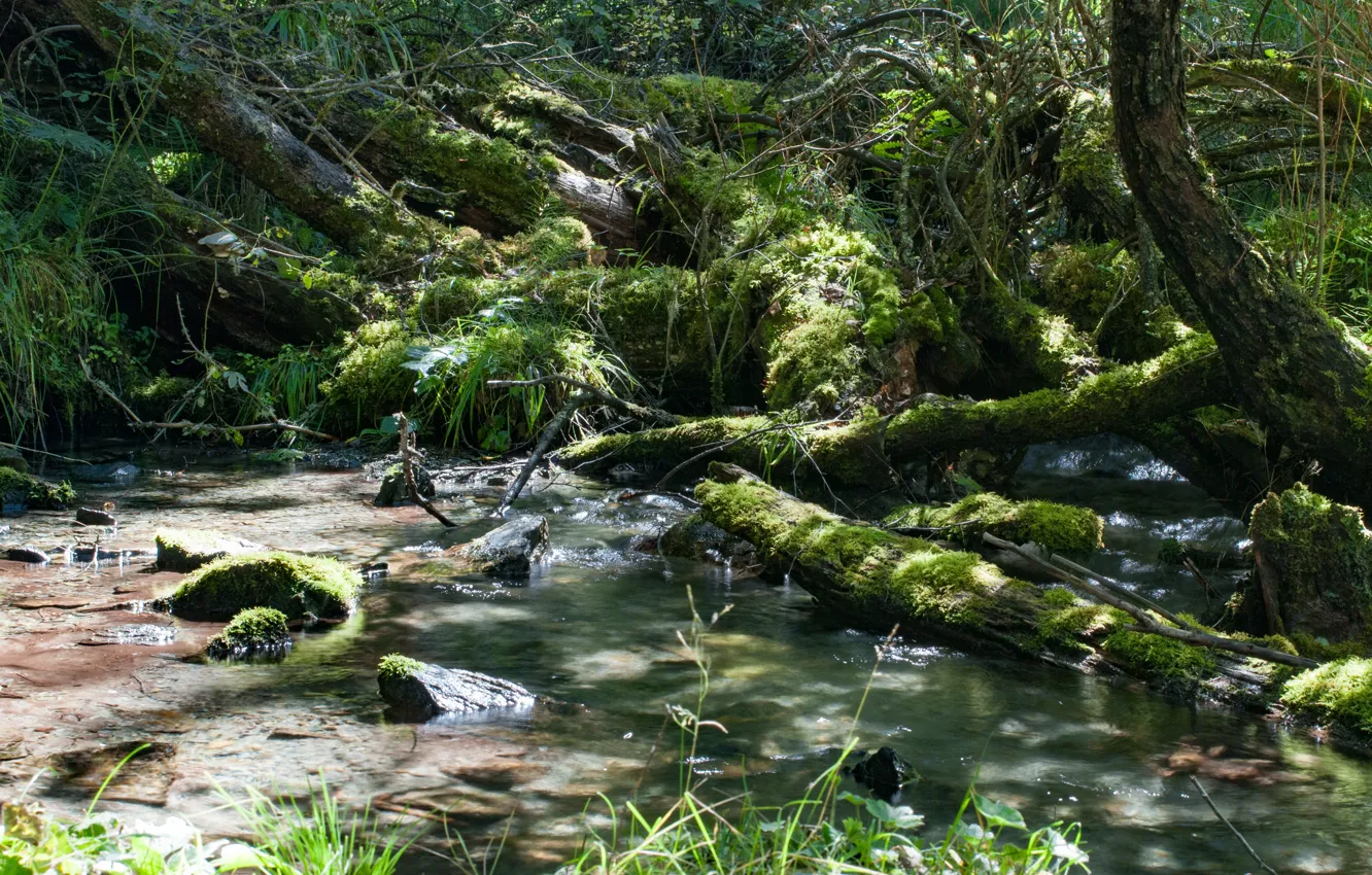 Photo wallpaper nature, stream, The Altai Mountains, Eroctica trail