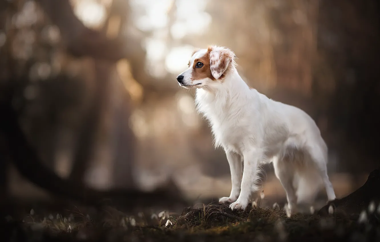 Photo wallpaper nature, each, dog