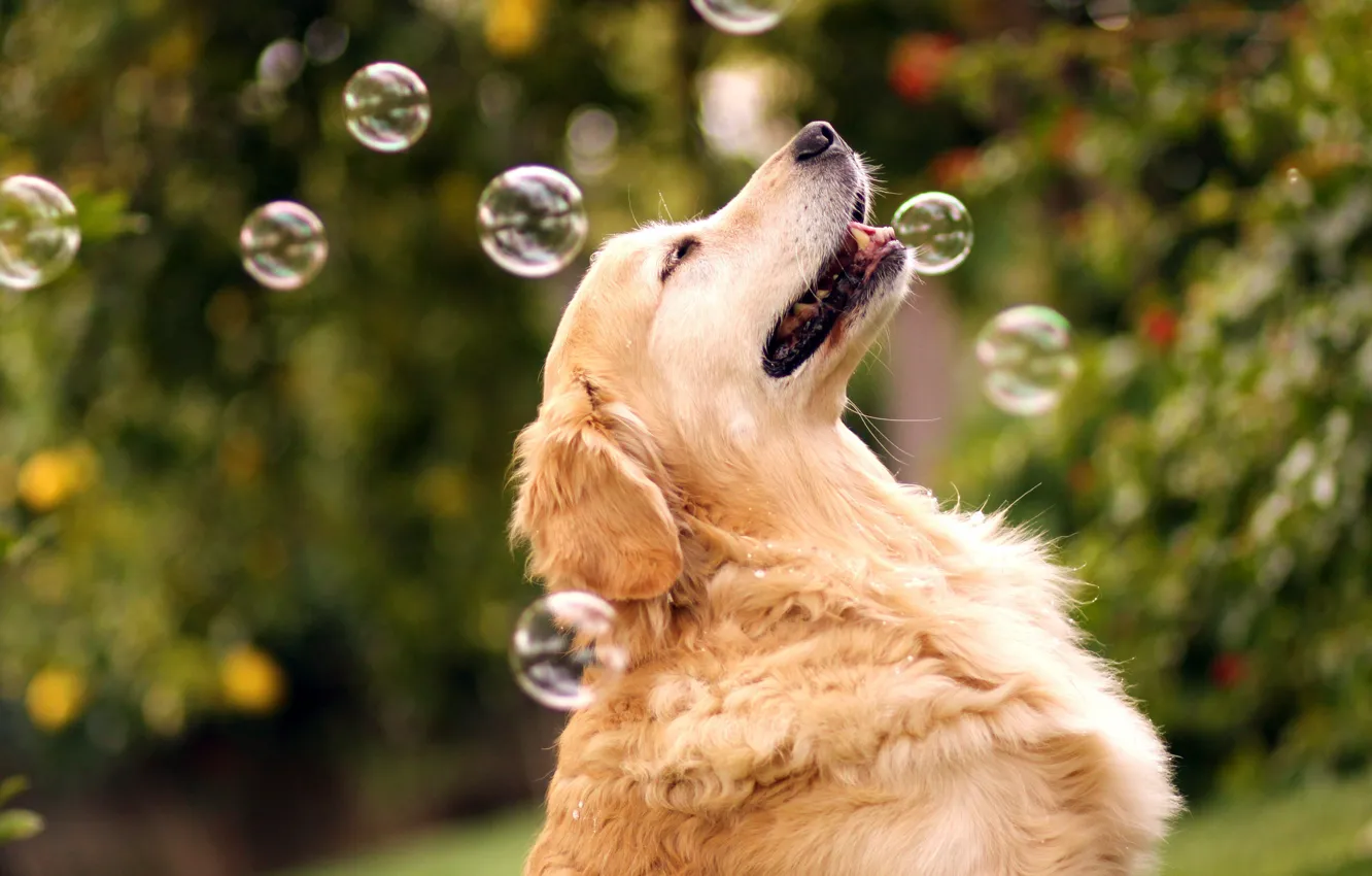 Photo wallpaper bubbles, dog, bokeh, Retriever, By Champ&ampamp;Candice, Mr.Champ