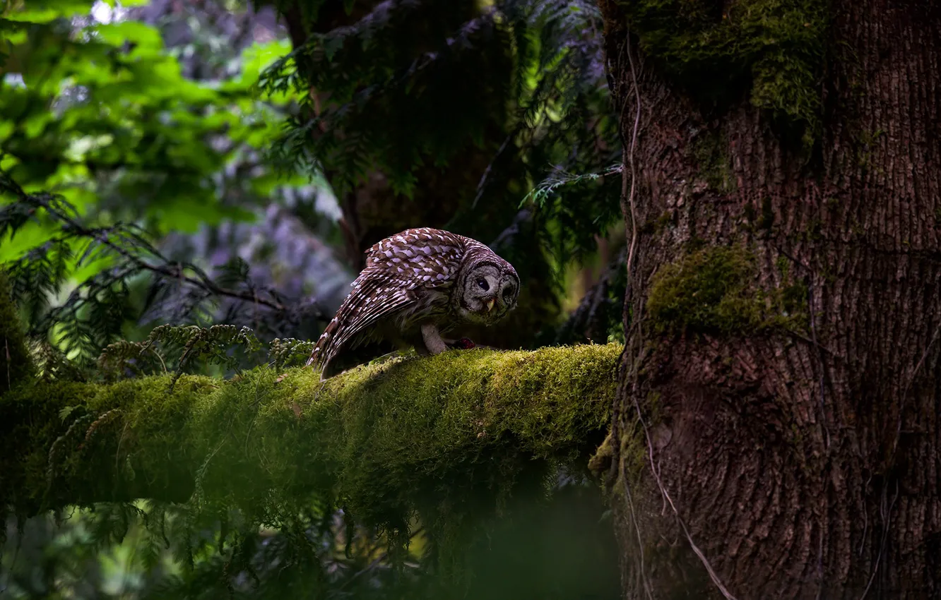 Photo wallpaper forest, look, branches, nature, pose, the dark background, tree, owl