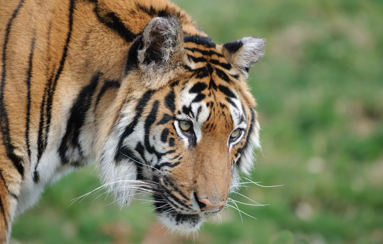 Photo wallpaper cat, look, face, tiger