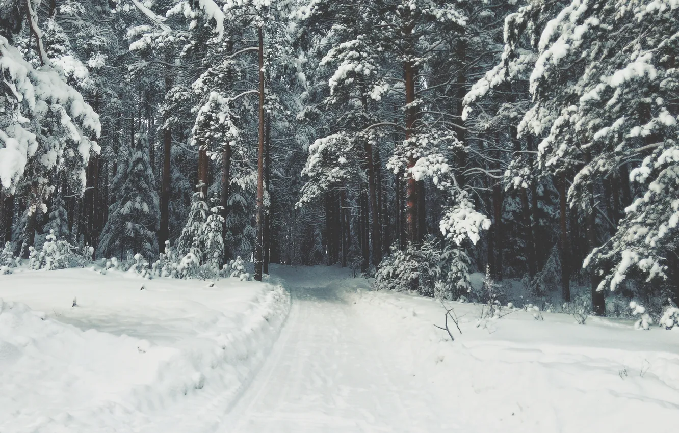 Photo wallpaper winter, road, forest, snow, trees, the snow