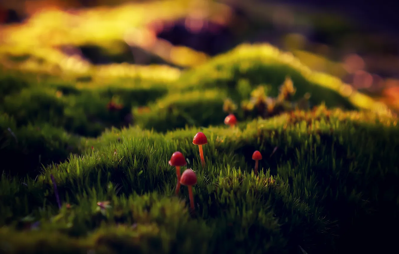 Photo wallpaper grass, mushrooms, Macro, StoneOcean