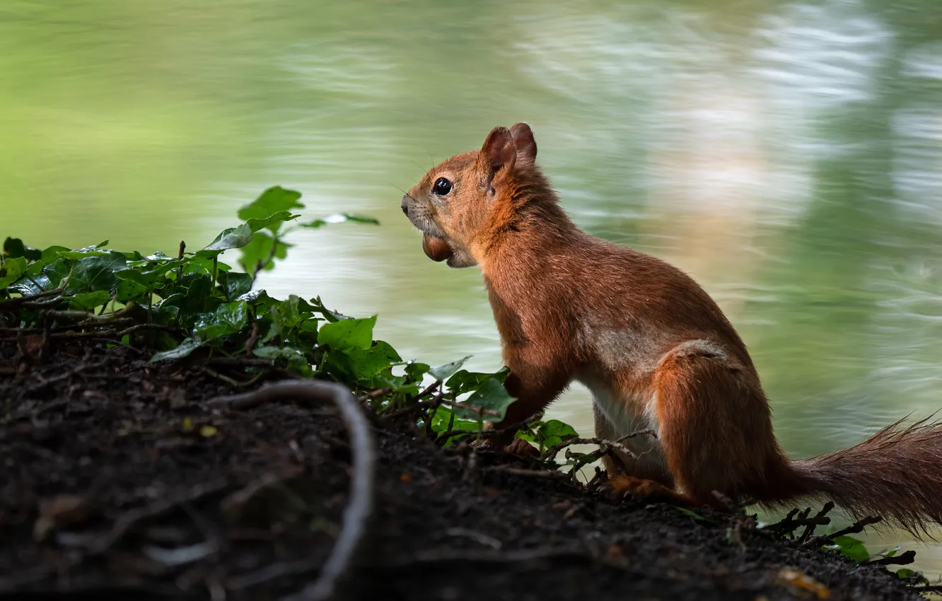 Photo wallpaper look, leaves, light, branches, pose, shore, protein, red