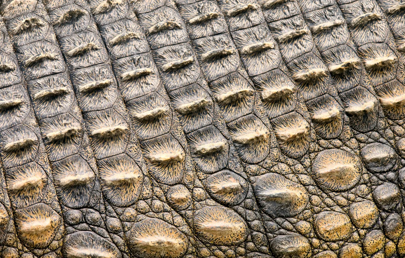 Photo wallpaper leather, crocodile, texture, leather, crocodile, skin