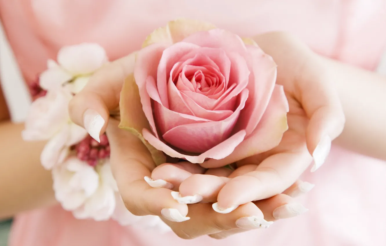 Photo wallpaper flower, rose, hands