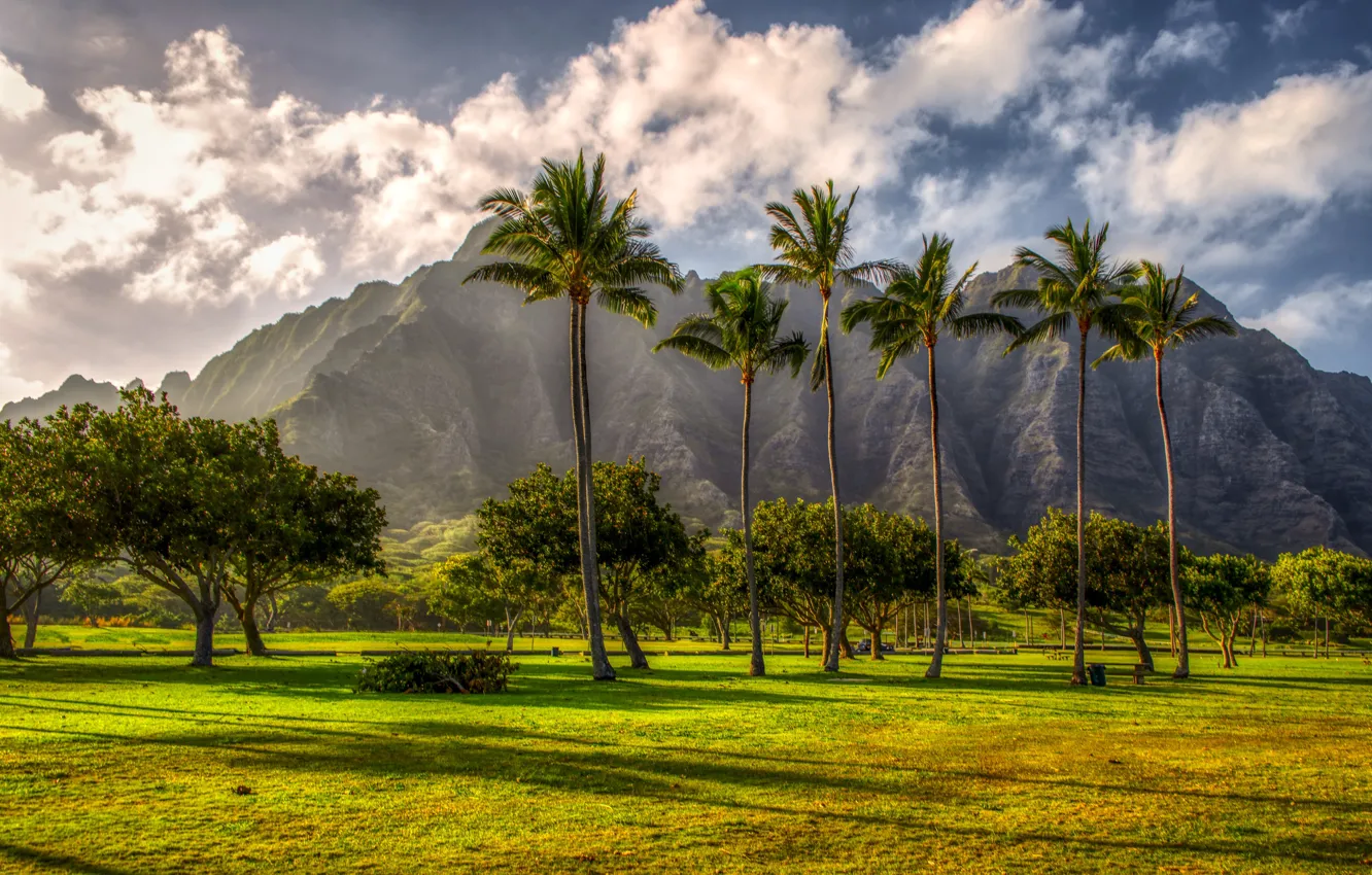 Photo wallpaper mountains, tropics, palm trees, Hawaii