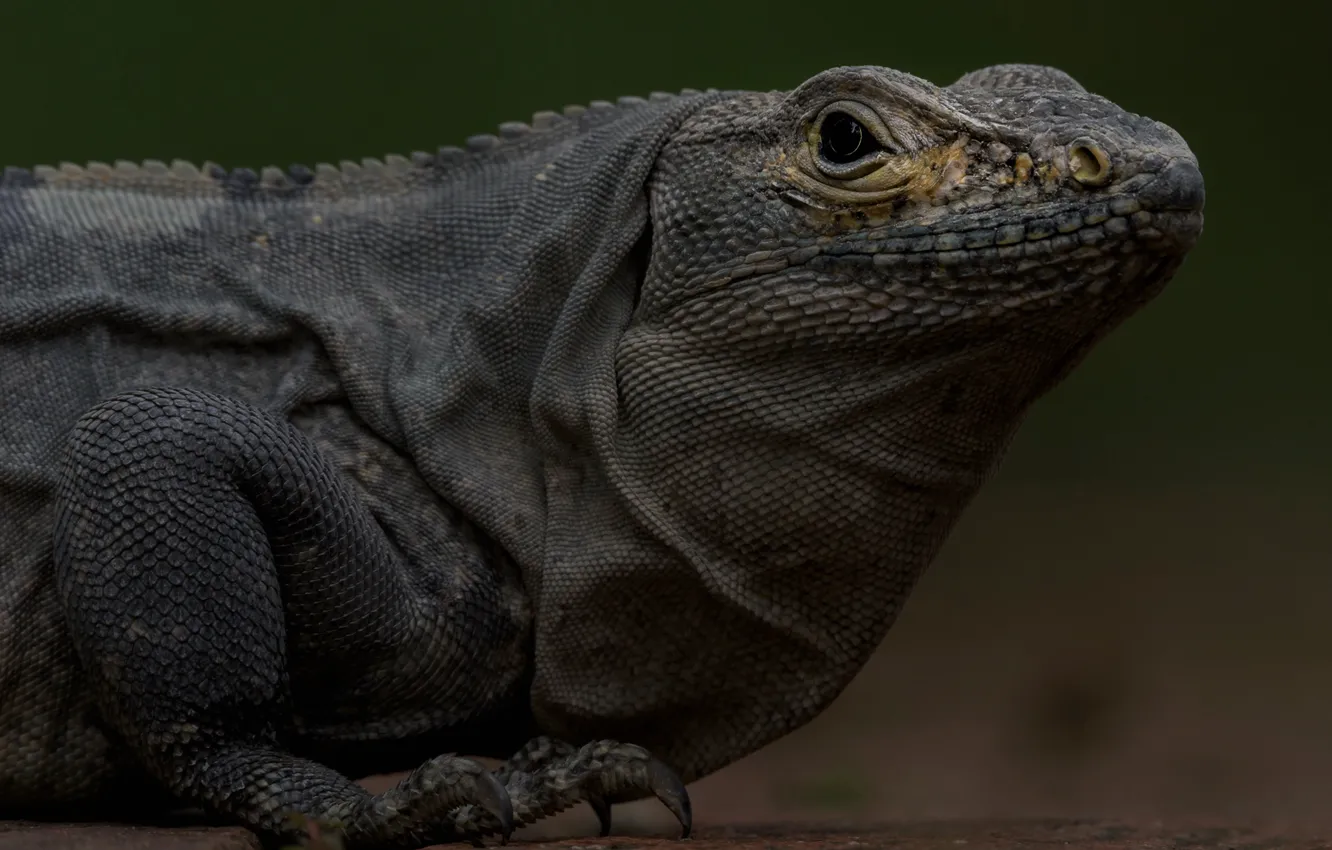 Photo wallpaper lizard, iguana, reptile
