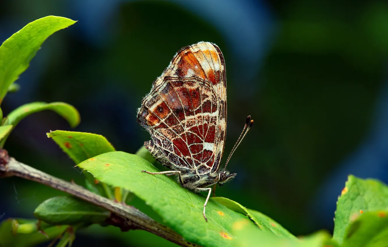 Photo wallpaper leaves, macro, nature, butterfly, branch, insect, Ivan Radkov