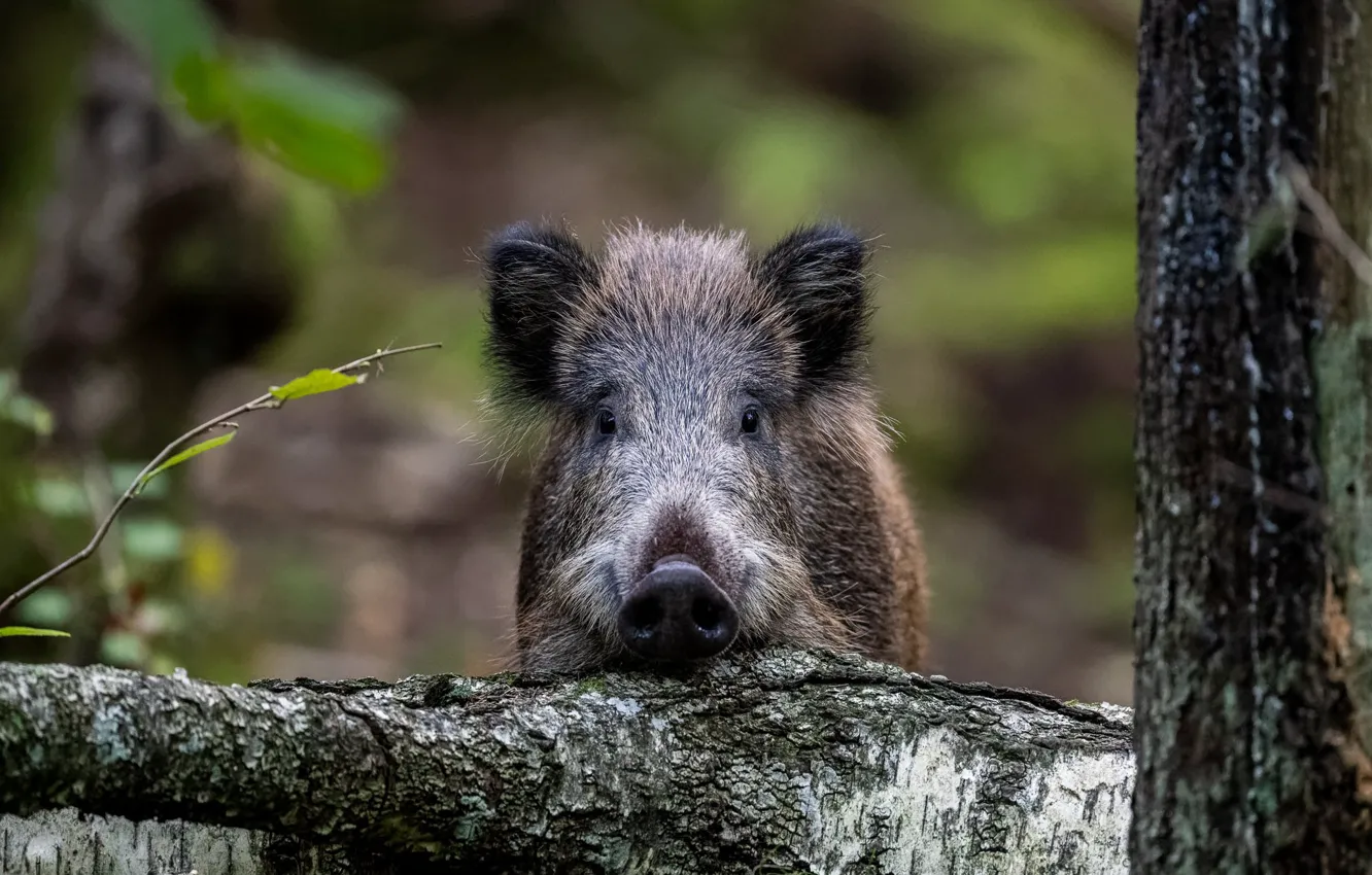 Photo wallpaper look, face, tree, portrait, log, boar, young, hog