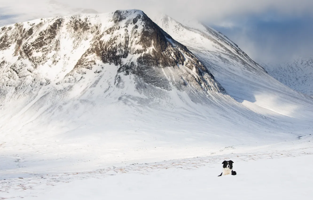 Photo wallpaper cold, winter, snow, mountains, rocks, dog, slope, lies