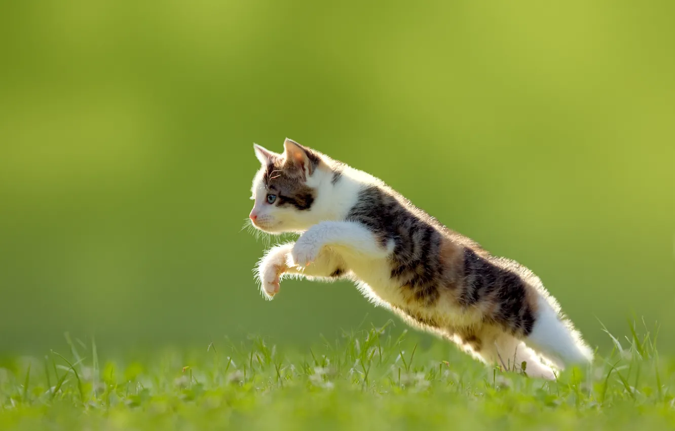 Photo wallpaper grass, jump, kitty