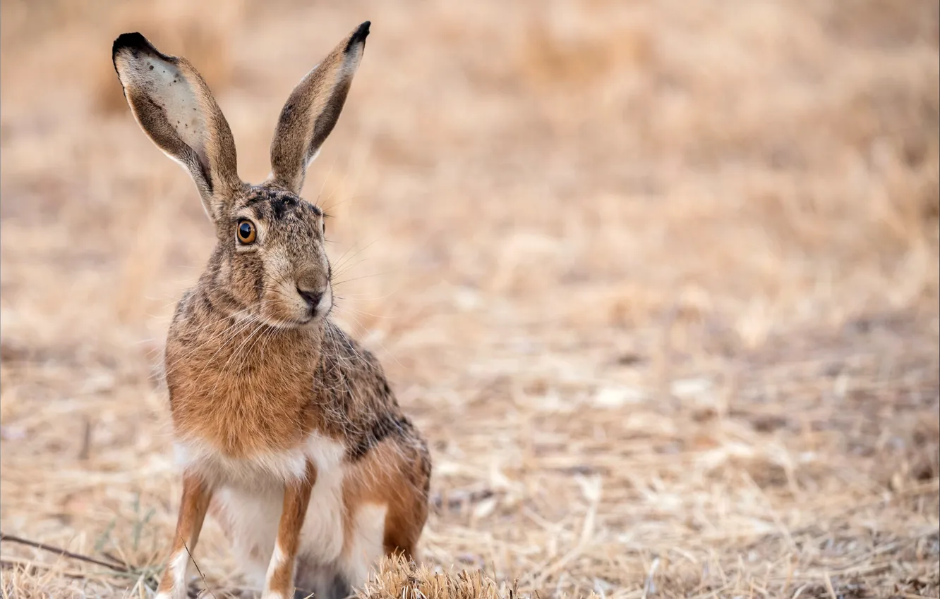Photo wallpaper nature, hare, ears, funny