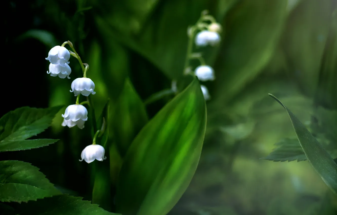 Photo wallpaper leaves, macro, lilies of the valley