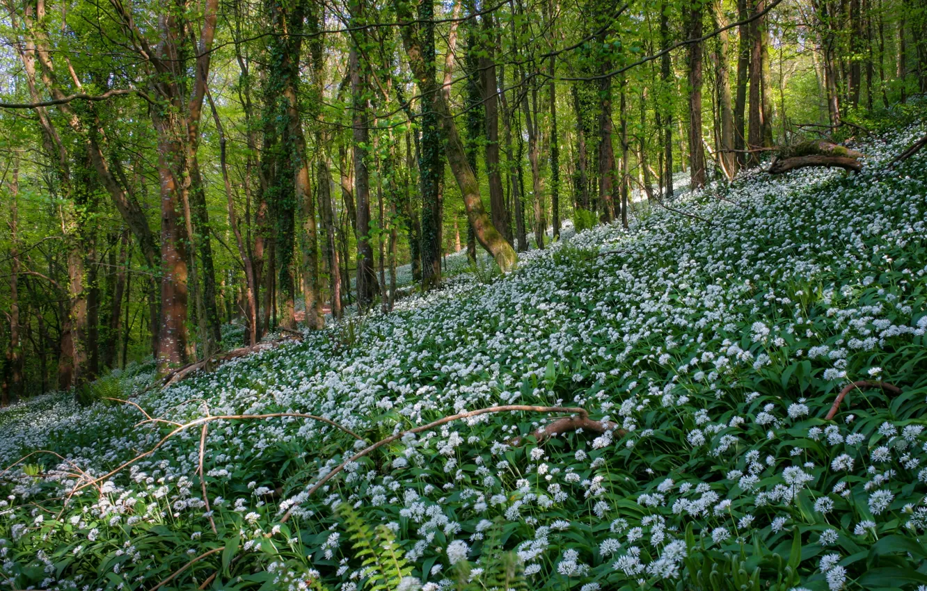 Photo wallpaper greens, forest, trees, flowers, branches, thickets, glade, vegetation